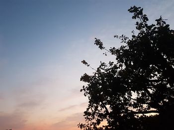 Low angle view of silhouette tree against sky