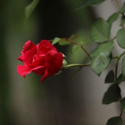 Close-up of pink roses