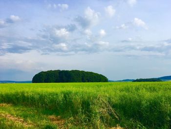 Scenic view of agricultural field against sky