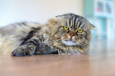 Cute brown scottish fold cat long hair species lying on the floor, popular pet animal concept