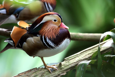 High angle view of mandarin duck on plant