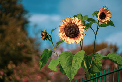 Close-up of sunflower on plant