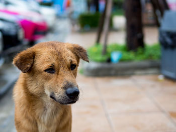 Close-up portrait of dog looking away