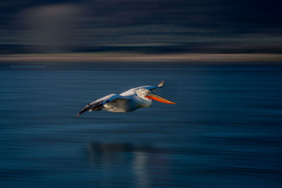 Bird flying over sea