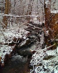 Snow covered trees in forest