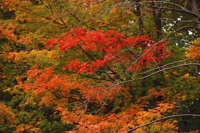 View of autumnal trees in forest during autumn