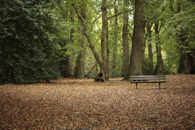 Trees and bench in park