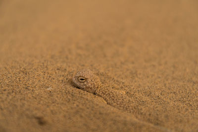 Lizard in thar desert, india