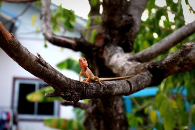 Low angle view of monkey on tree