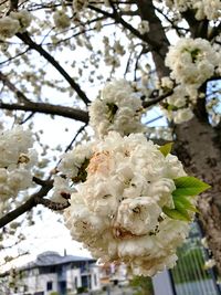 Close-up of white cherry blossom tree