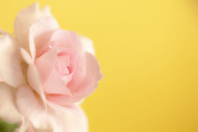 Close-up of pink rose