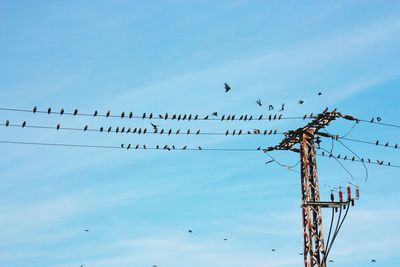 Low angle view of birds flying against sky