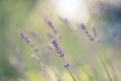 Close-up of insect on purple flower