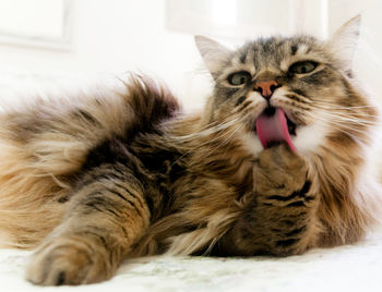 Close-up portrait of cat