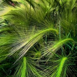 Close-up of palm leaves