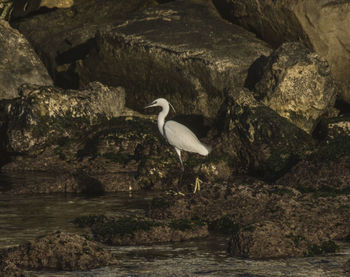 Bird perching on rock by lake