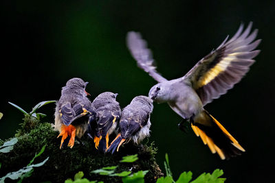Close up, a family of birds perched on a tree branch