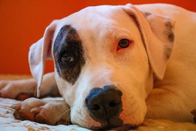 Close-up portrait of dog relaxing