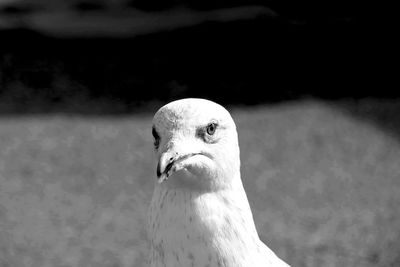 Close-up of bird