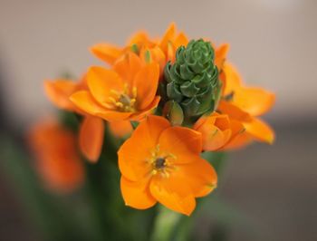 Close-up of orange flowering plant