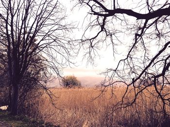 Bare trees on landscape at sunset