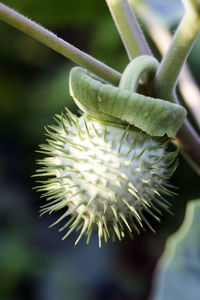 Close-up of white flowering plant