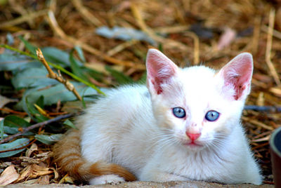 Close-up portrait of cat sitting outdoors