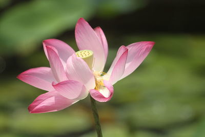 Close-up of pink lotus