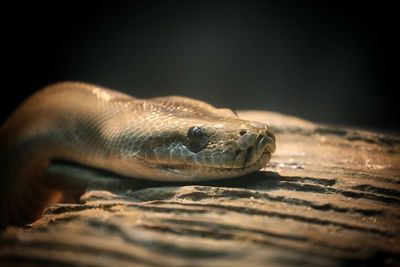 Close-up of snake on wood