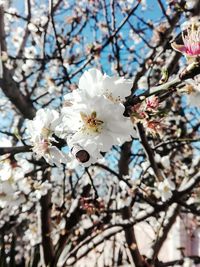 Low angle view of apple blossoms in spring