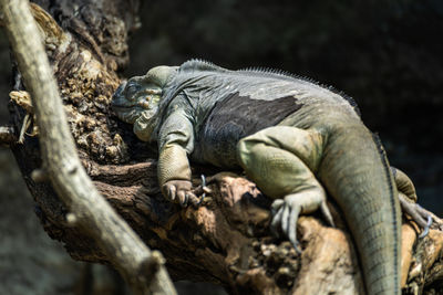 Close-up of a lizard on tree