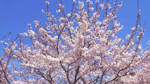 Low angle view of cherry blossom tree against blue sky