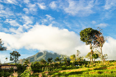 Scenic view of landscape against cloudy sky