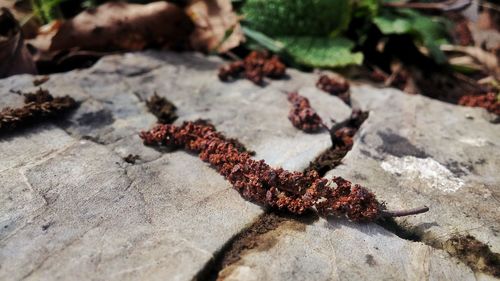 Close-up of dried leaves on rock