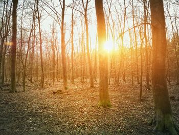 Sunlight streaming through trees in forest