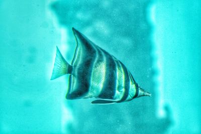 Close-up of fish swimming in sea