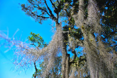 Low angle view of trees against blue sky