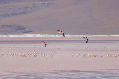 Flock of seagulls on beach