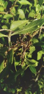 Close-up of fresh green leaves on plant in field