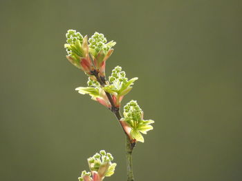 Close-up of flowers