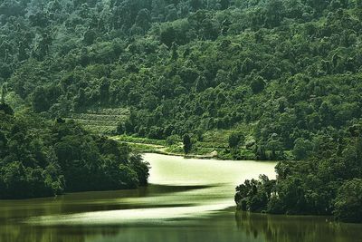 Scenic view of lake in forest