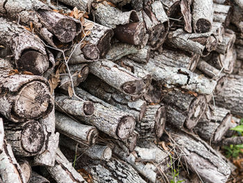 Full frame shot of tree trunk