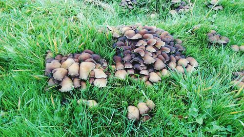 Mushrooms in grass