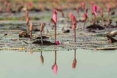 Close-up of pink flowers by lake