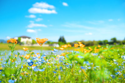 View of lying down in the grass