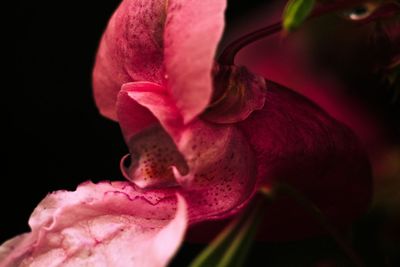 Close-up of pink rose