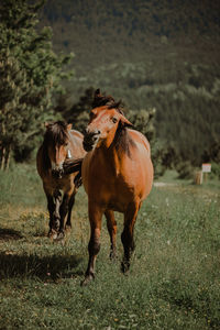 Horses in a field