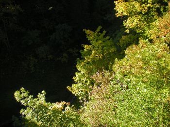 High angle view of trees growing in forest