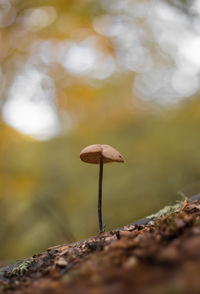 Close-up of mushroom growing on tree