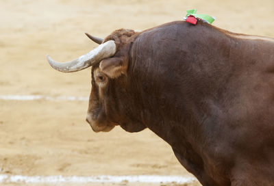 Close-up of cow on field